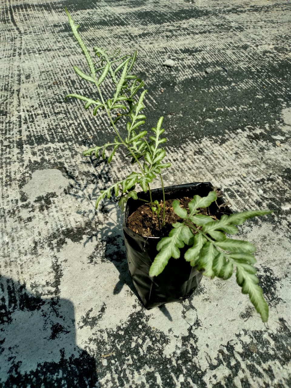 Jual Pakis Variegata Corak Unik - Pekanbaru