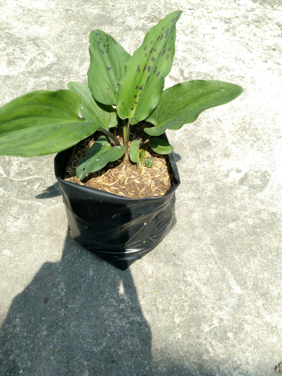 Jual Keladi Katak Unik - Pekanbaru