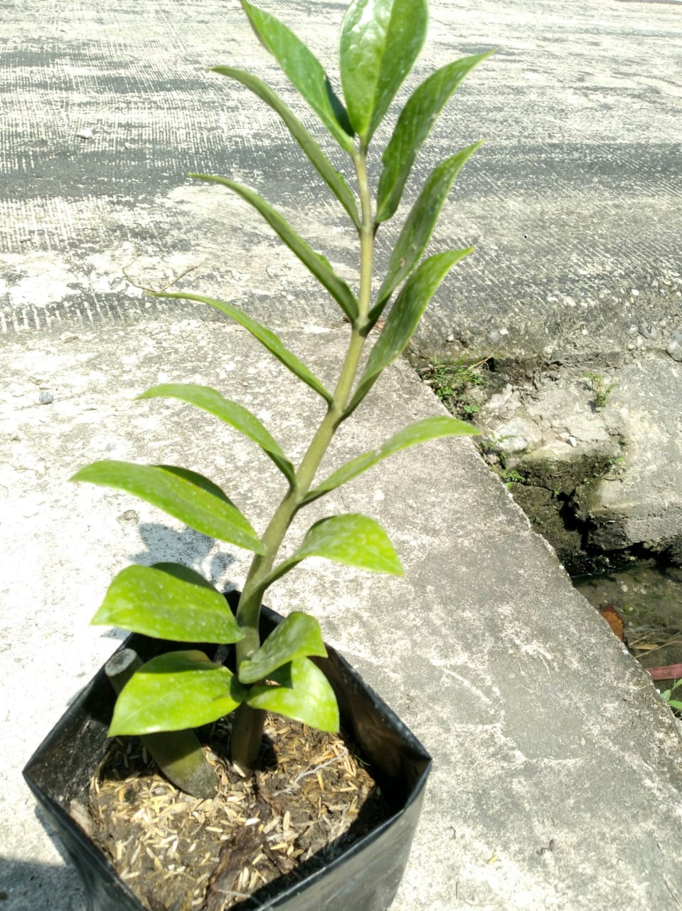 Jual Bibit Daun Dollar - Pekanbaru