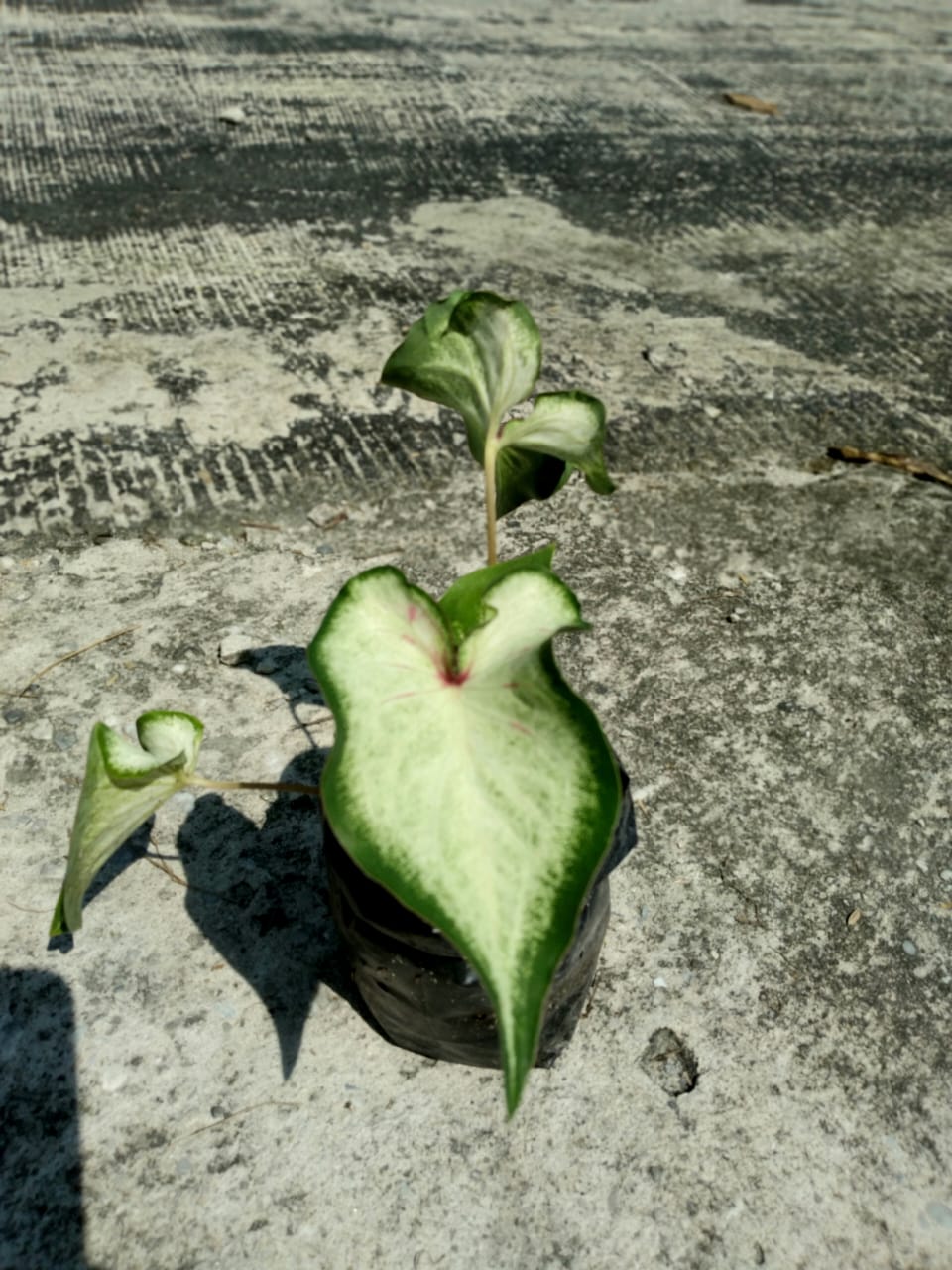 Keladi Hybrid Tisu bibit - Pekanbaru