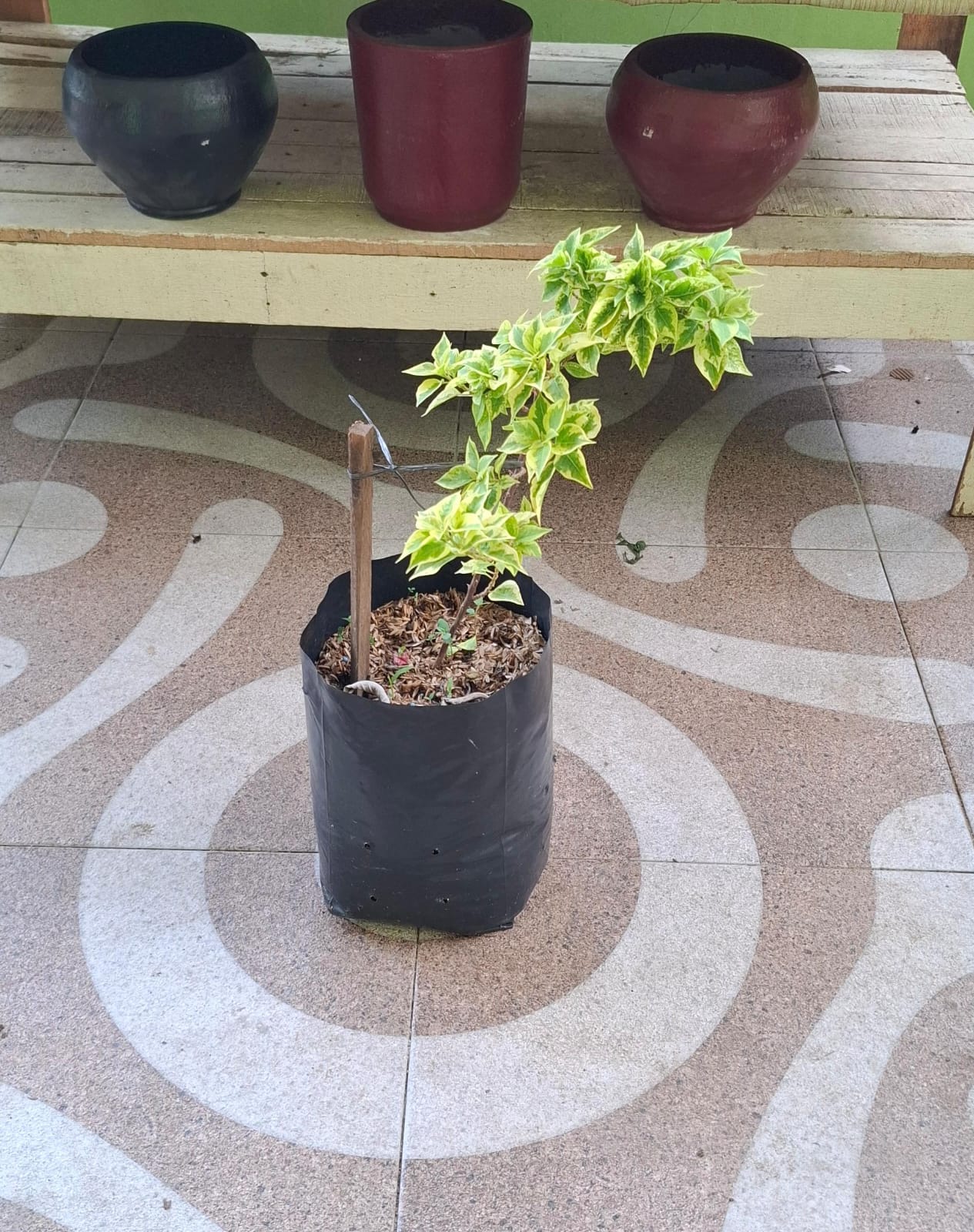 Jual Variegata SGP Import Kuning Cantik - Pekanbaru