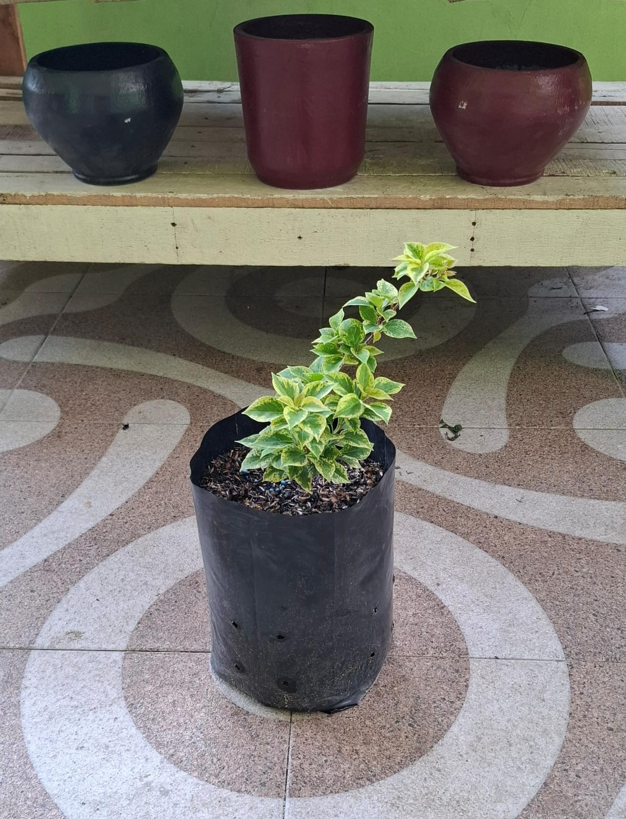 Jual Bougenville Variegata SGP Bunga Pink - Pekanbaru