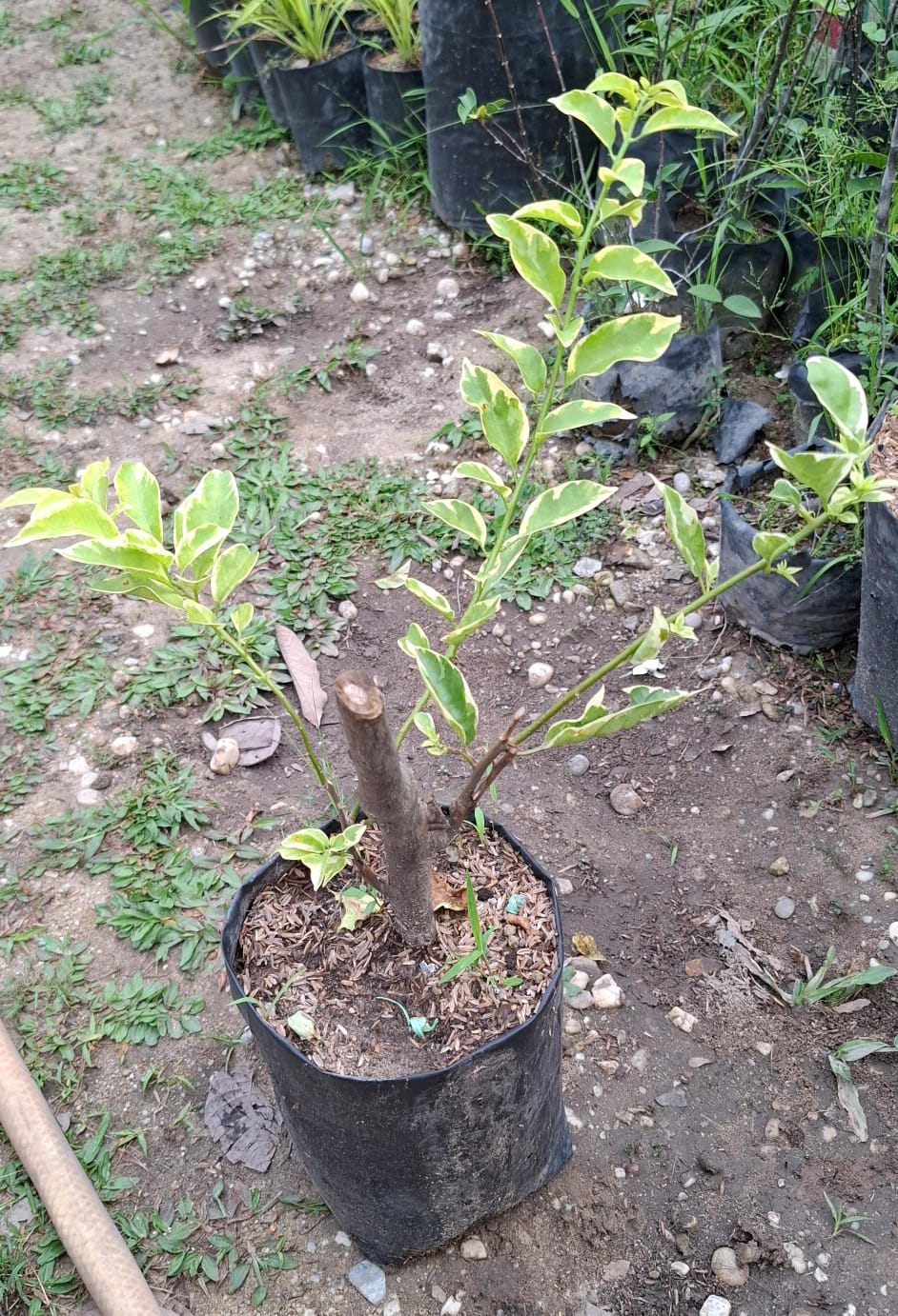 Ready Bougenvil Varigata Ungu dan Putih - Bunga Kertas Pekanbaru