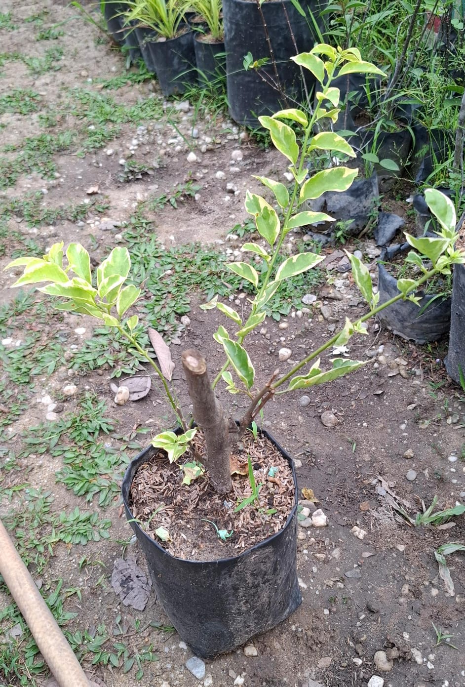 Ready Bougenvil Varigata Ungu dan Putih - Bunga Kertas Pekanbaru