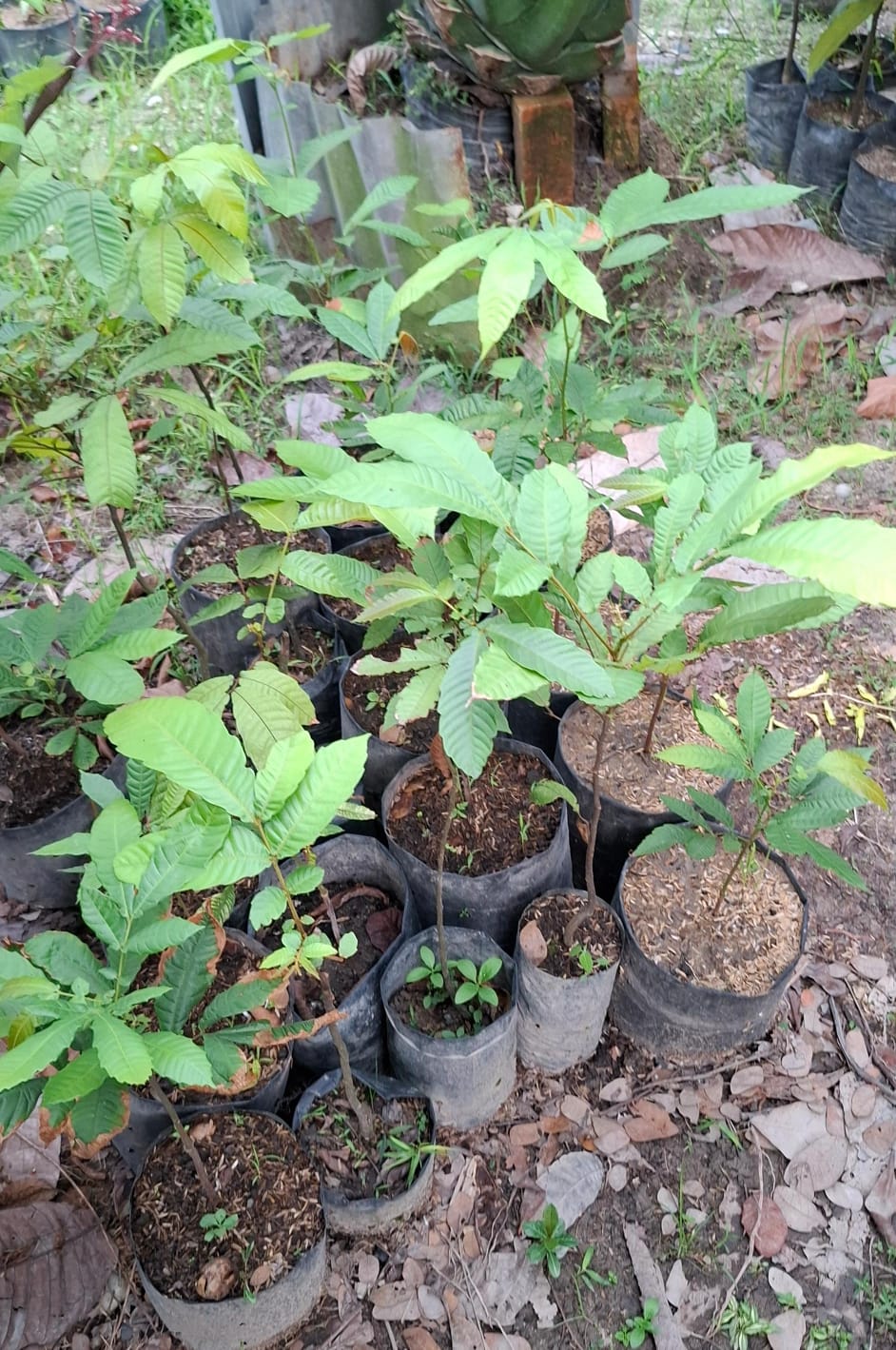 Bibit Matoa Unggul Tanaman Buah Pekanbaru - Nusa Dua Farm