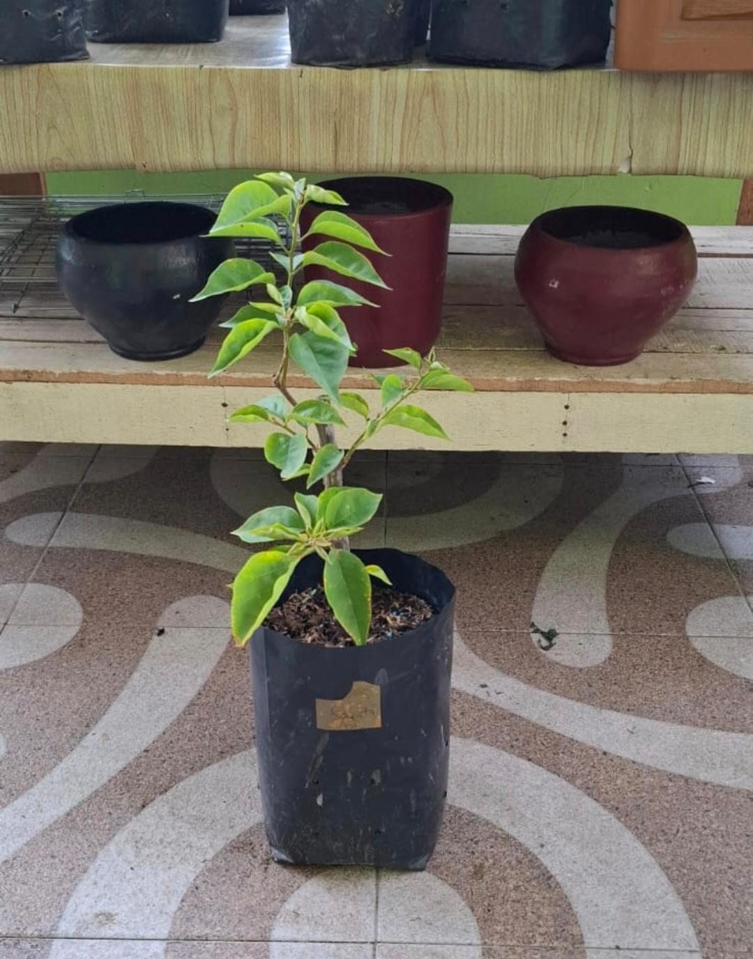 Bougenville Import Kayata Berkualitas - Bunga Kertas Pekanbaru