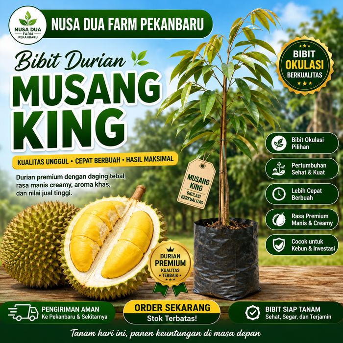 Jual Bibit Durian Musang King Berkualitas - Pekanbaru