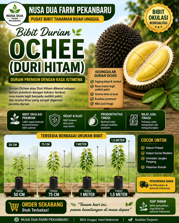 Jual Bibit Durian Duri Hitam berbagai Ukuran Pekanbaru