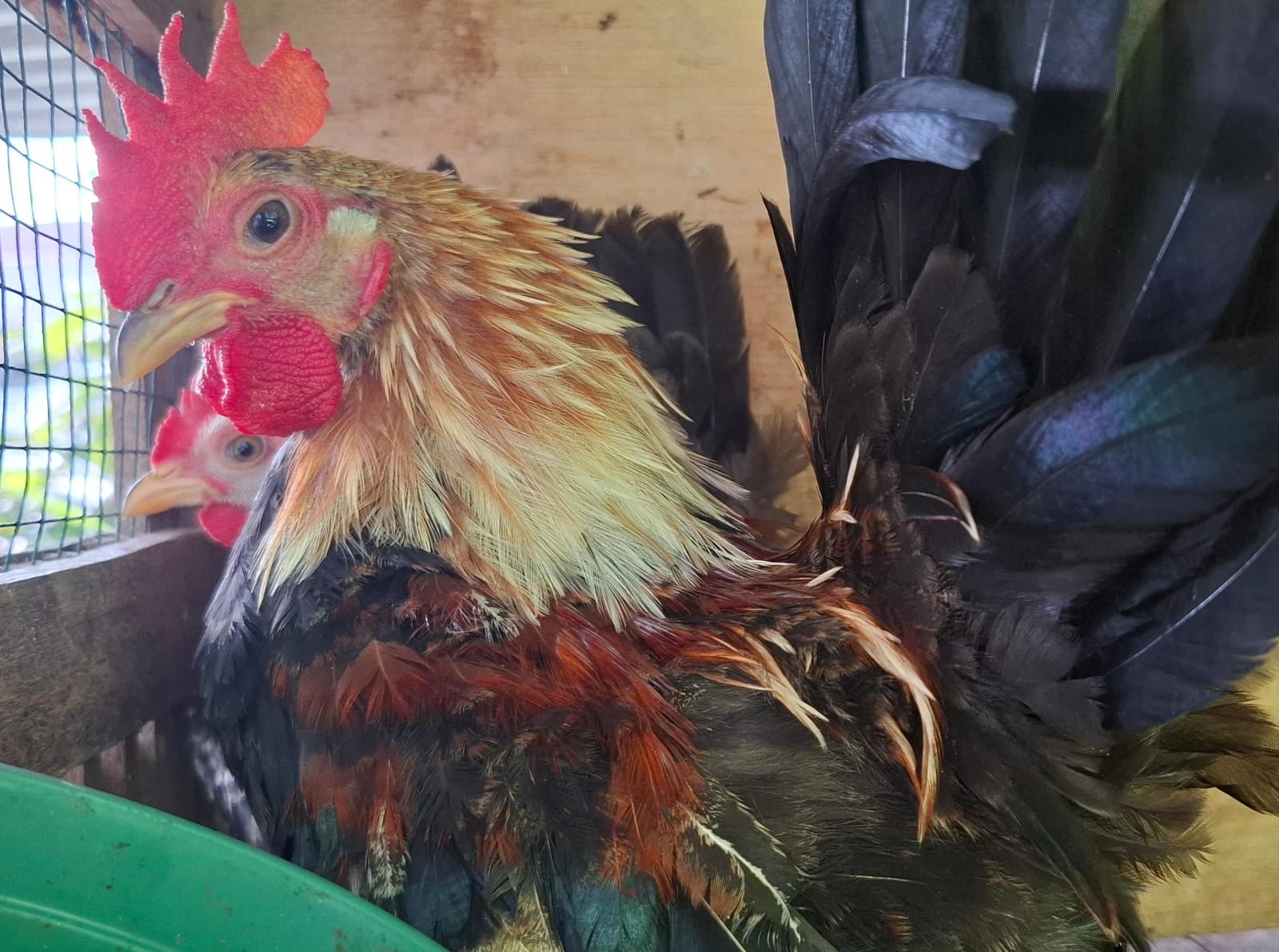Anakan Ayam Kate Chabo Pekanbaru