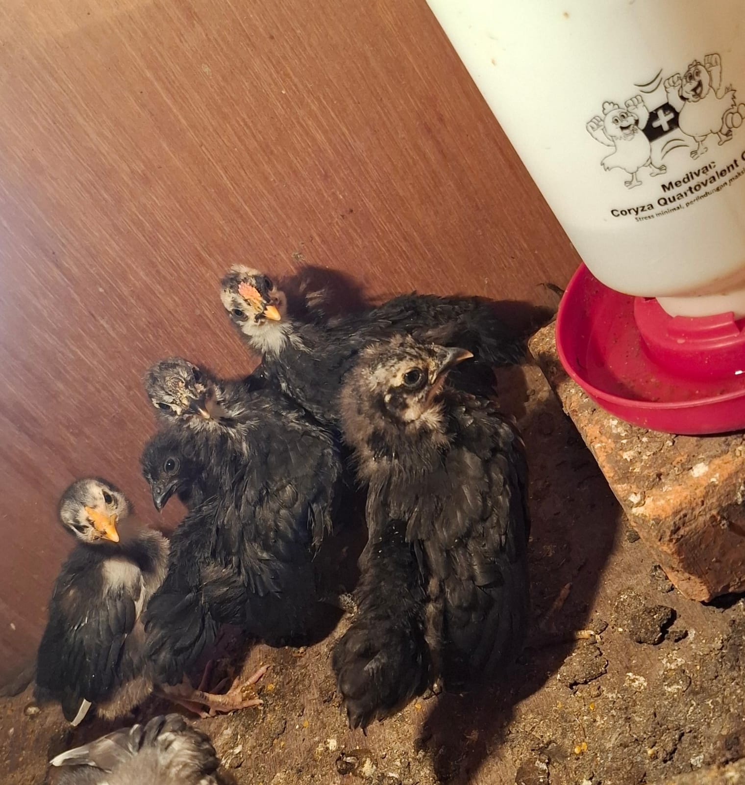 Anakan Ayam Kate Chabo Pekanbaru