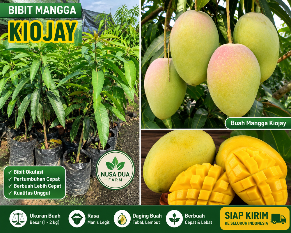 Bibit Mangga Kiojay Berkualitas Unggul Siap Tanam - Pekanbaru